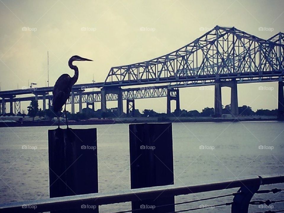 overlooking the MS River