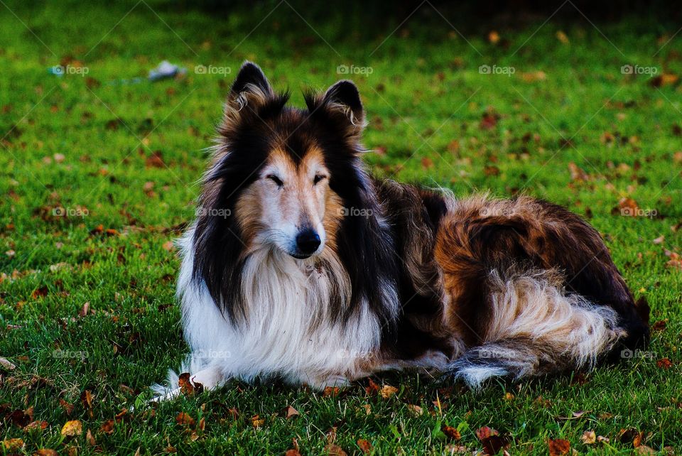 Old dog. Beautiful old dog laying in the grass