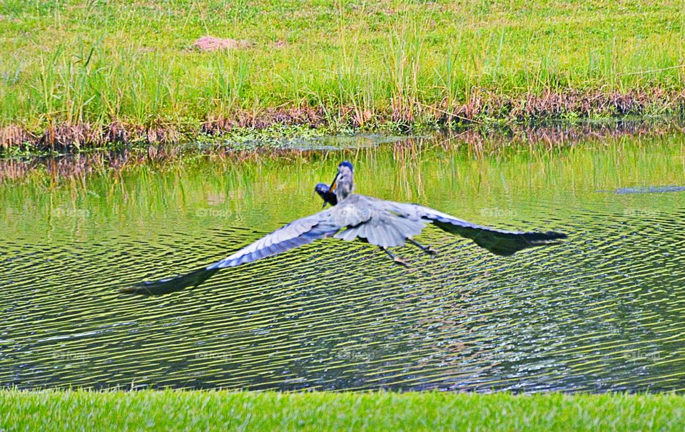 Great Blue fishing 