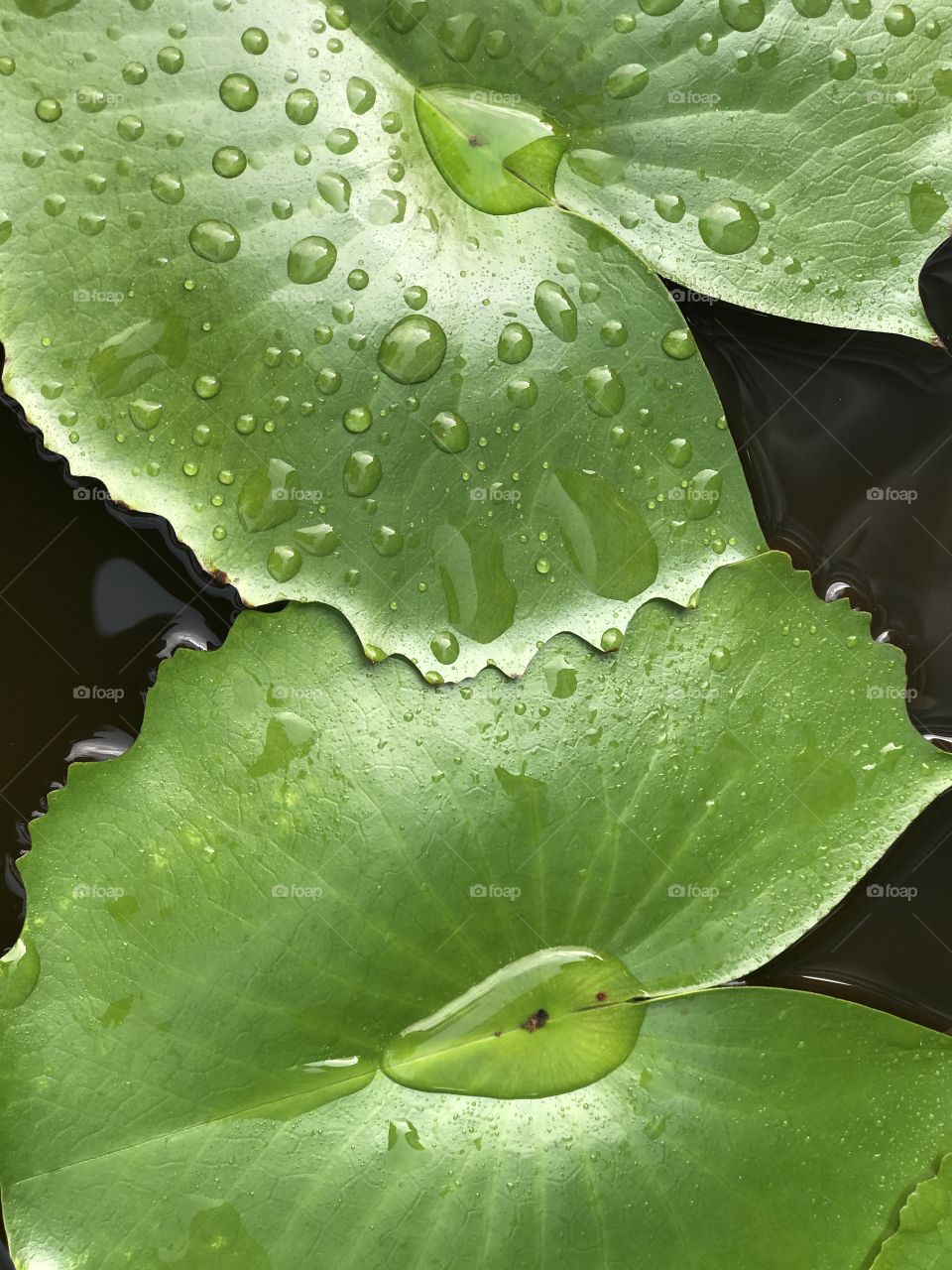 Raindrops on a lotus leaf 