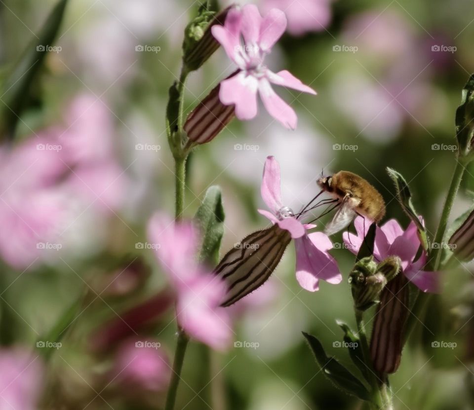 A bee-fly dips it’s long proboscis into pale pink flowers