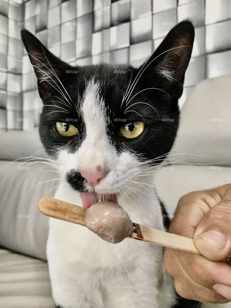 Ice cream cat
