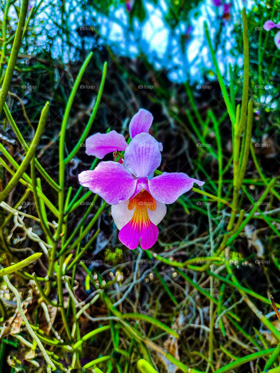 This picture of parrot flower looks very beautiful.  I took this flower photo at the park.