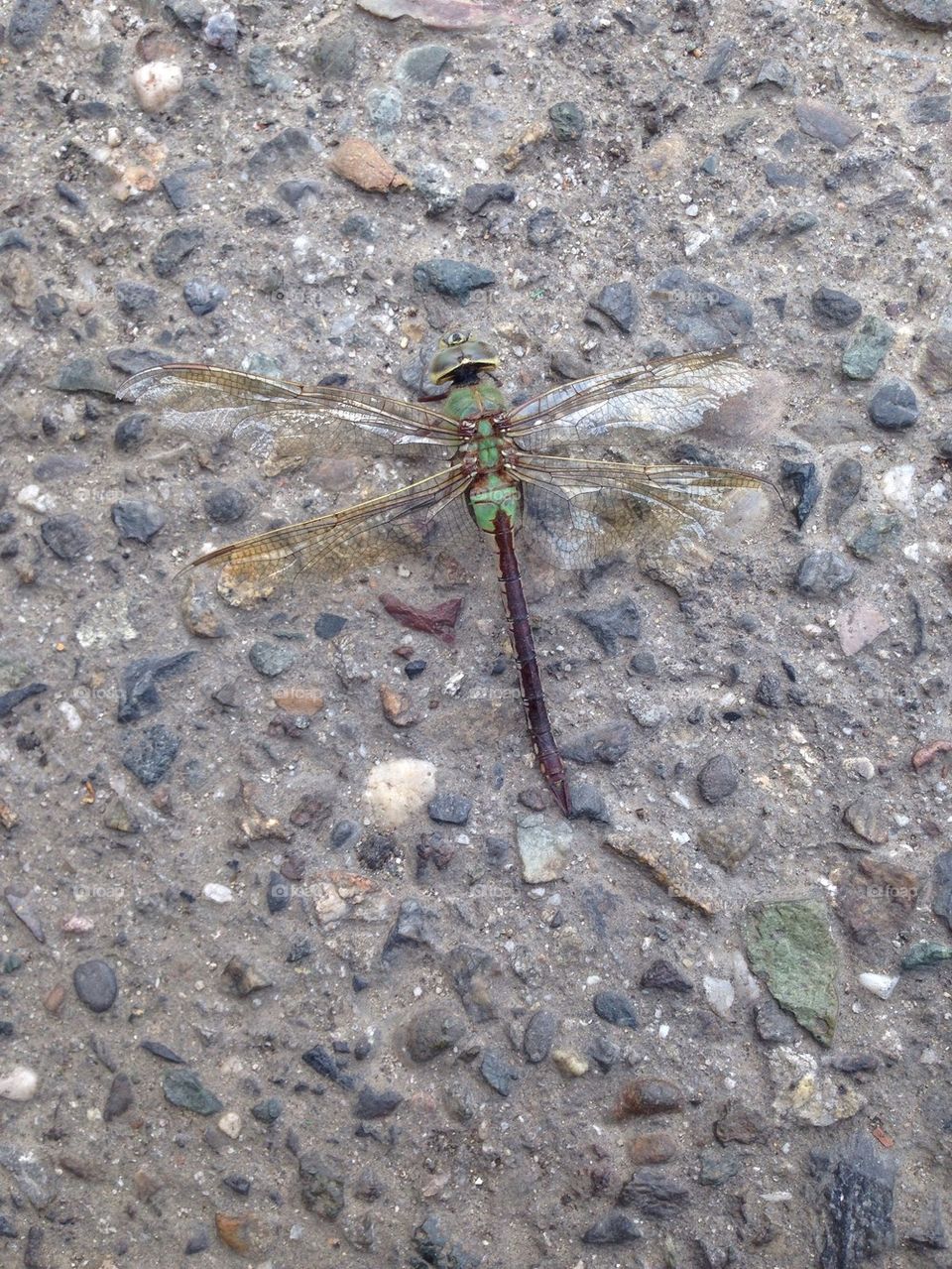 Dragonfly