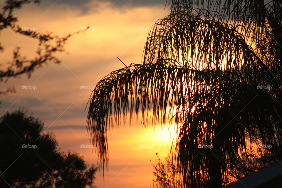 Silhouette of tree during sunset