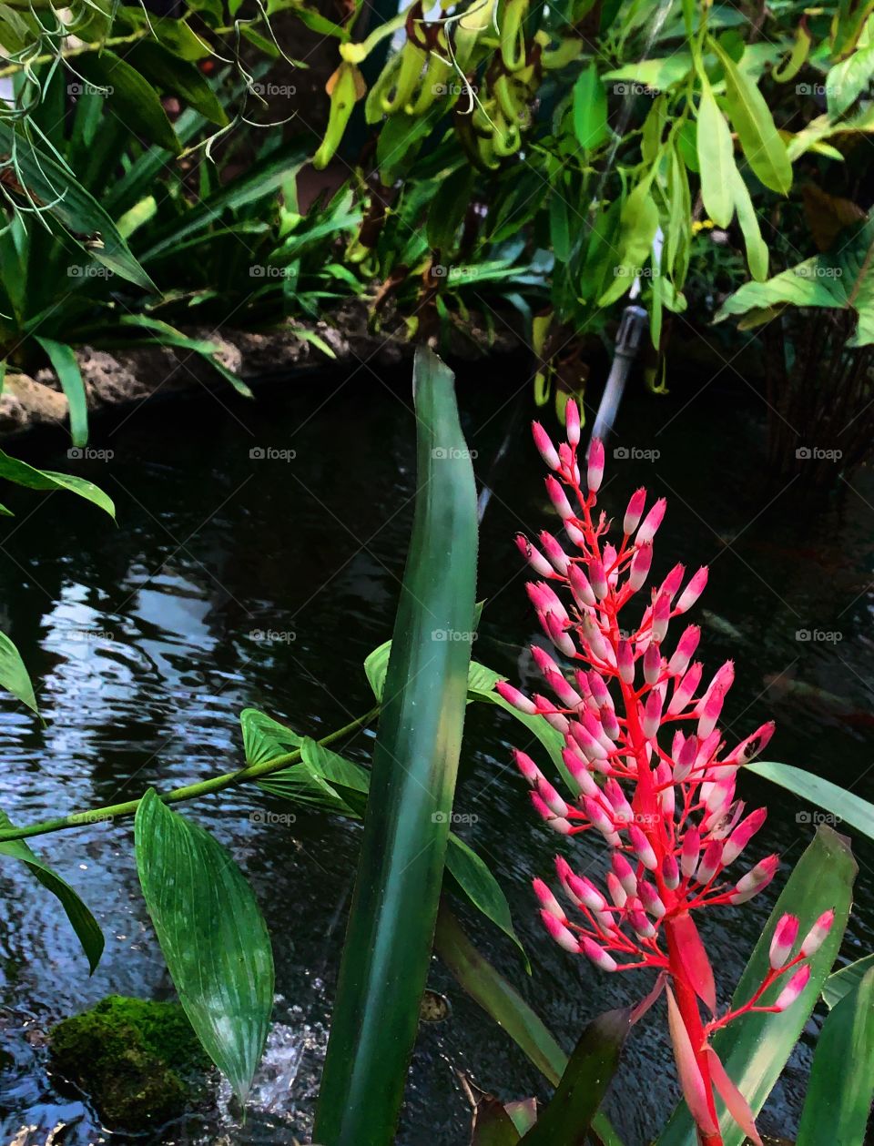 Pink and white flower in front of a pond—taken in Chicago, Illinois 