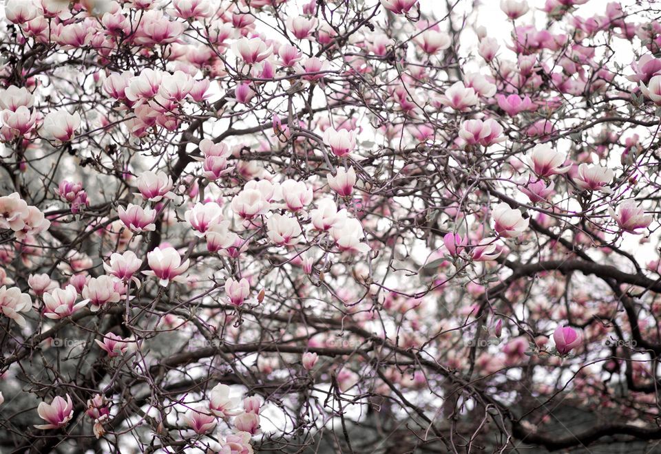 Pink magnolia