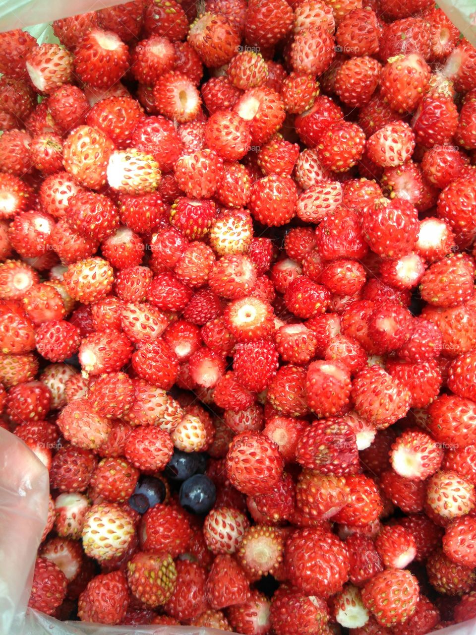 wild strawberries harvest