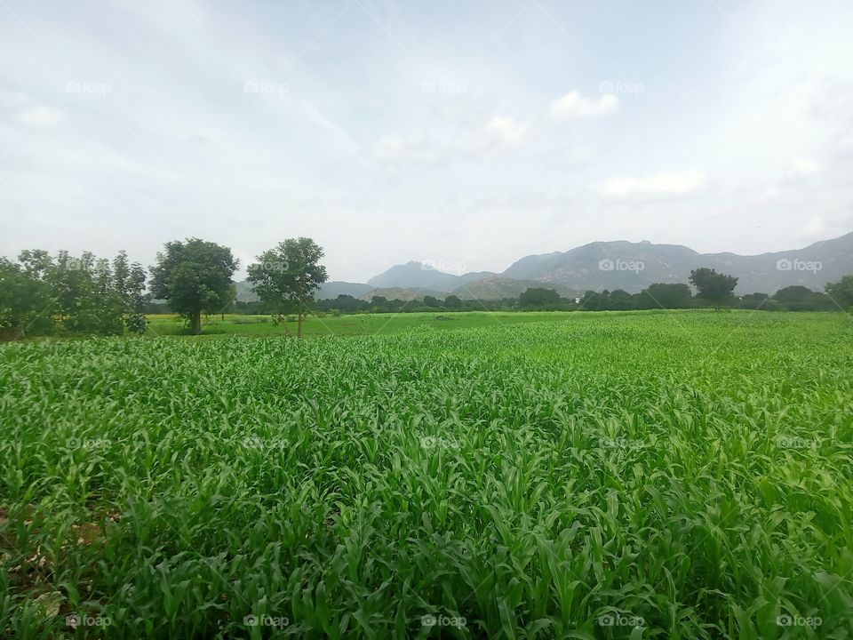 Nature green sweet look seen