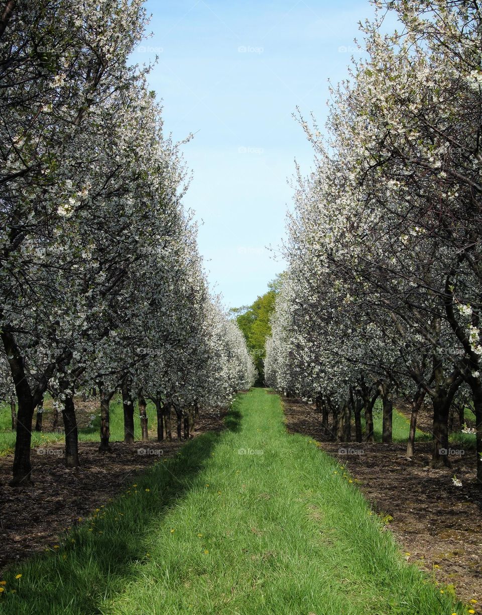 path of cherry trees