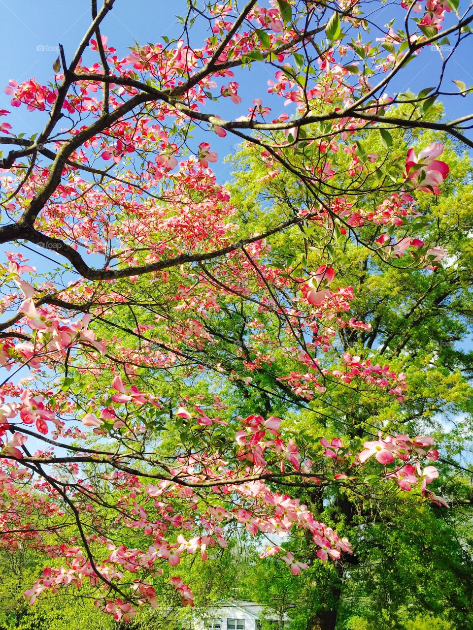 Close-up of pink flowering tree under blue sky