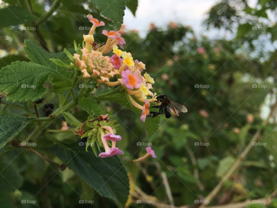 Bee photo 