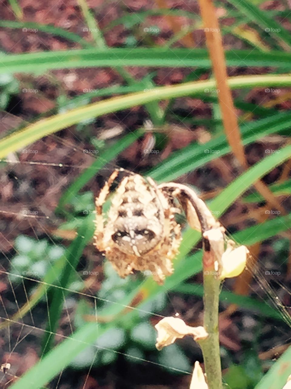 Spider spider. Spider in my garden