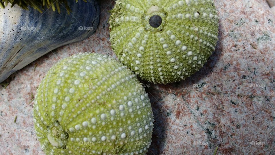 sea urchins