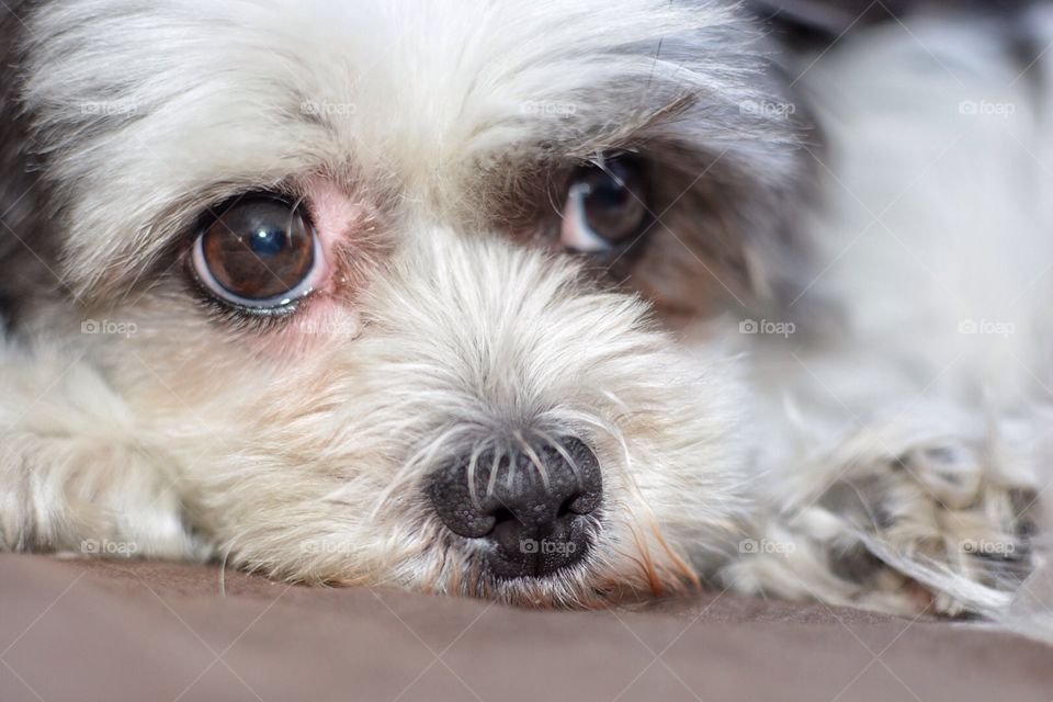 Close up of a dog 