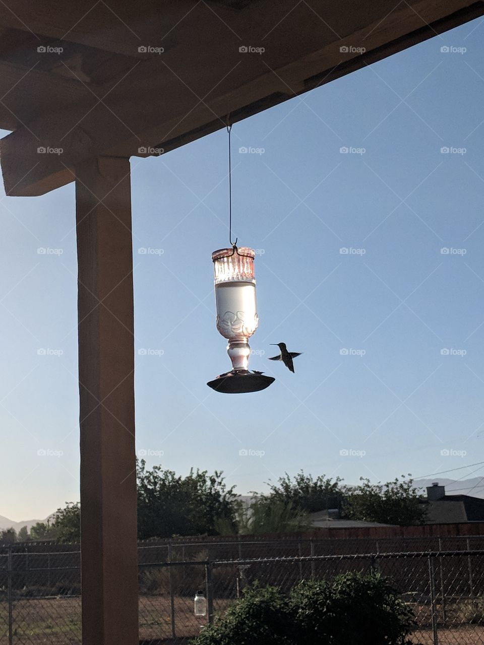 Precious High Desert hummingbird getting some lunch