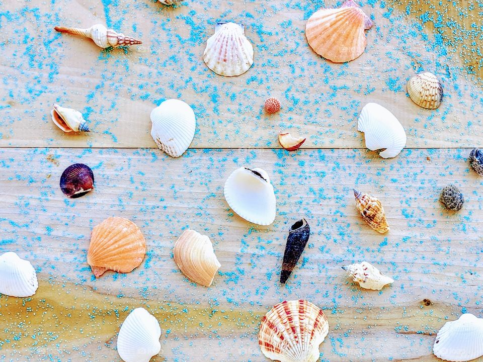 Seashells by the seashore