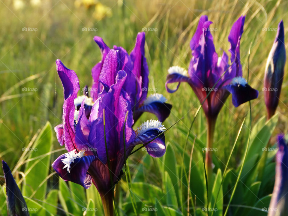 Wild flowers