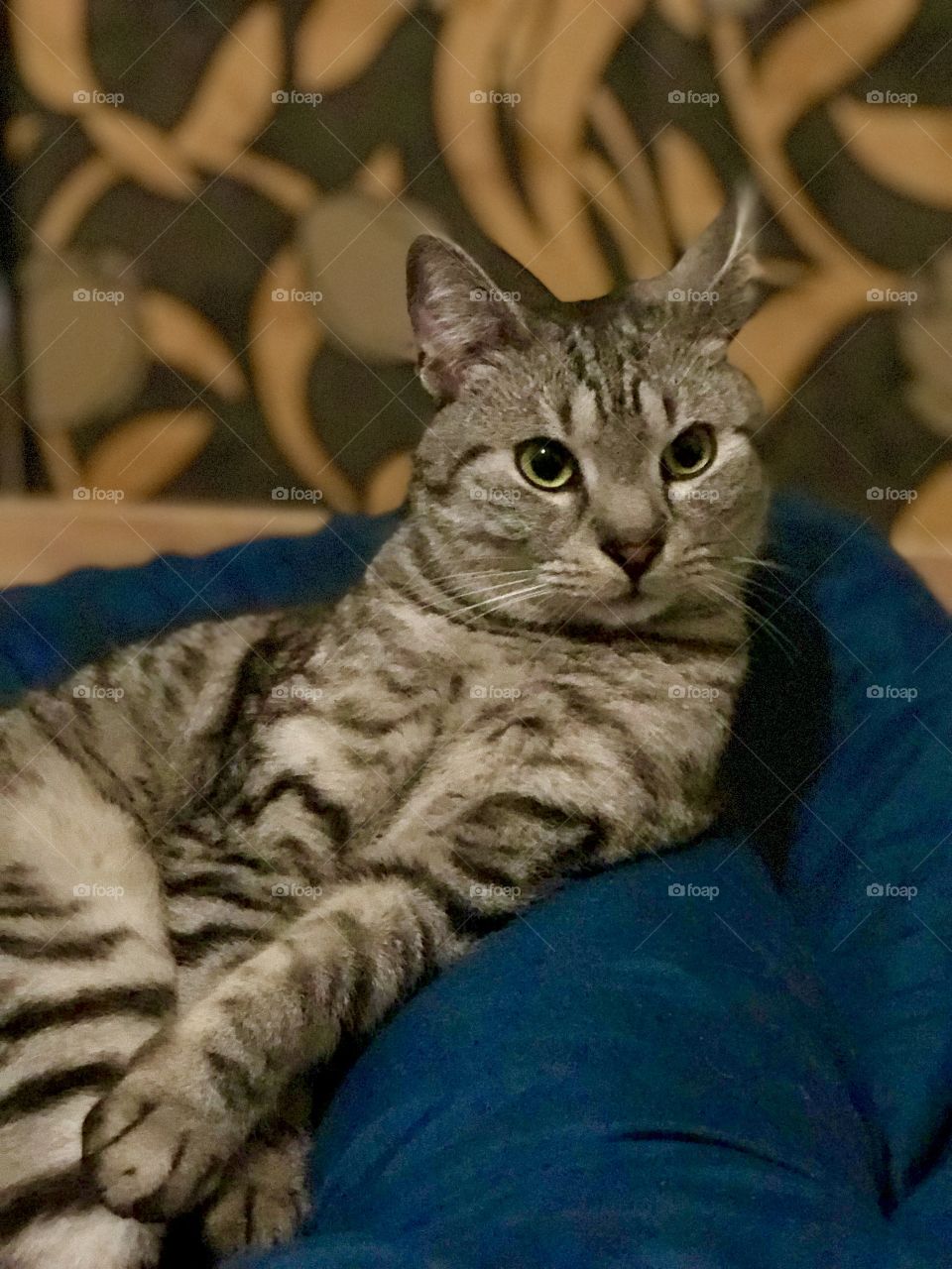 Beautiful sophisticated cat portrait 