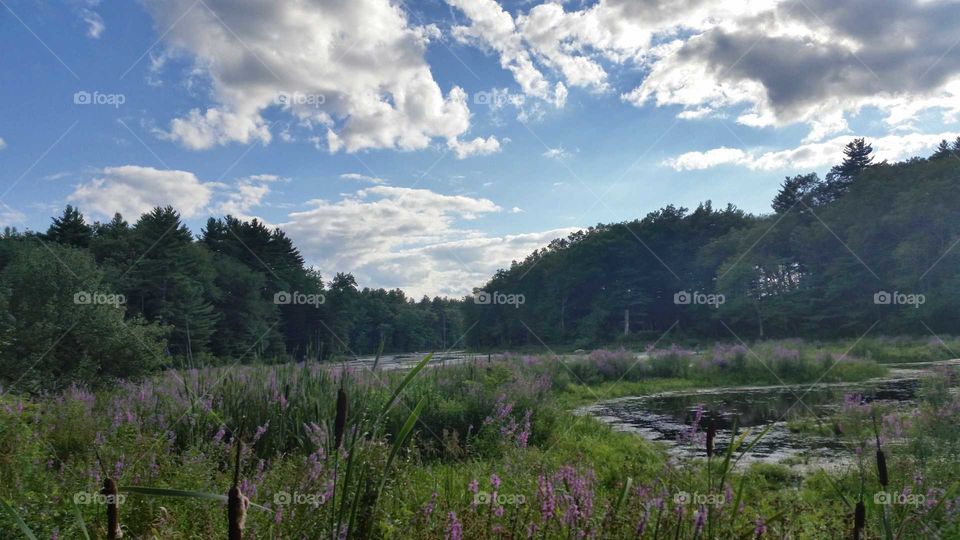 Massachusetts Forest