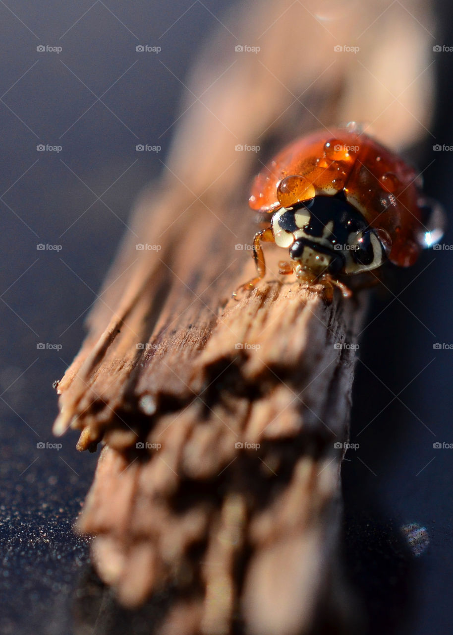 Wet ladybug on wood