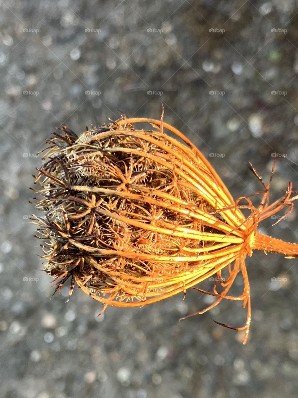End of blooming time for wild carrot 