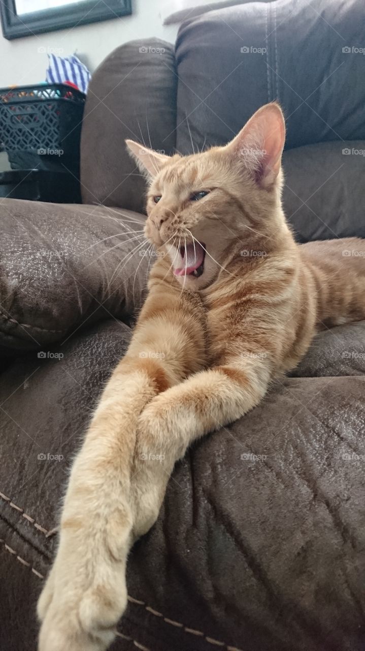 yawning ginger cat