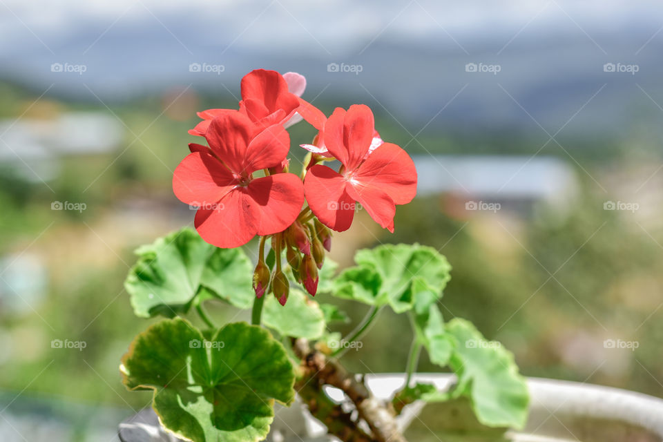 Portrait of a geranium flower plant