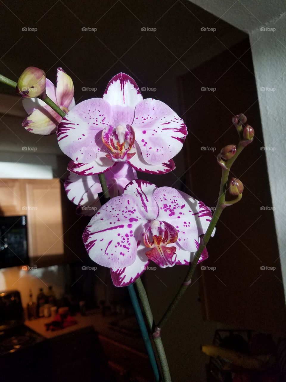 Close up view of beautiful orchids. Pink, purple, and white. Indoors.