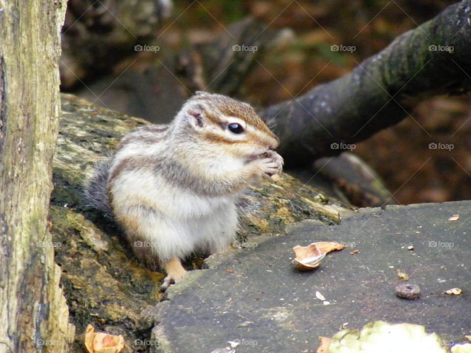 Chipmunk and nuts