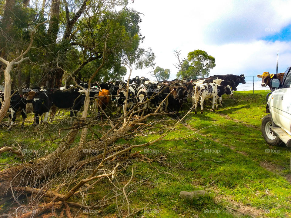 Dairy cows on an Aussie Farm.
