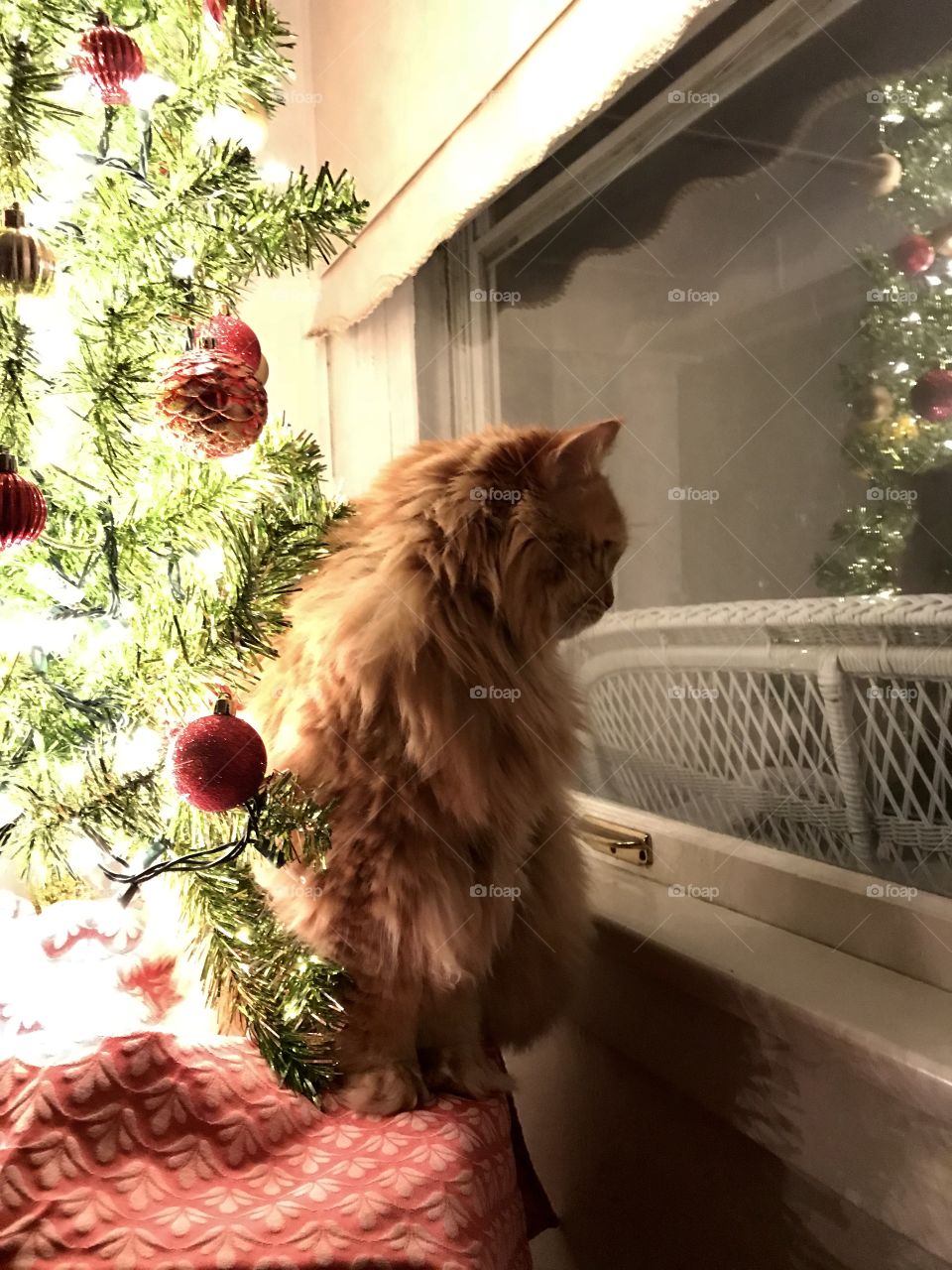 Leo the cat under the Christmas tree 