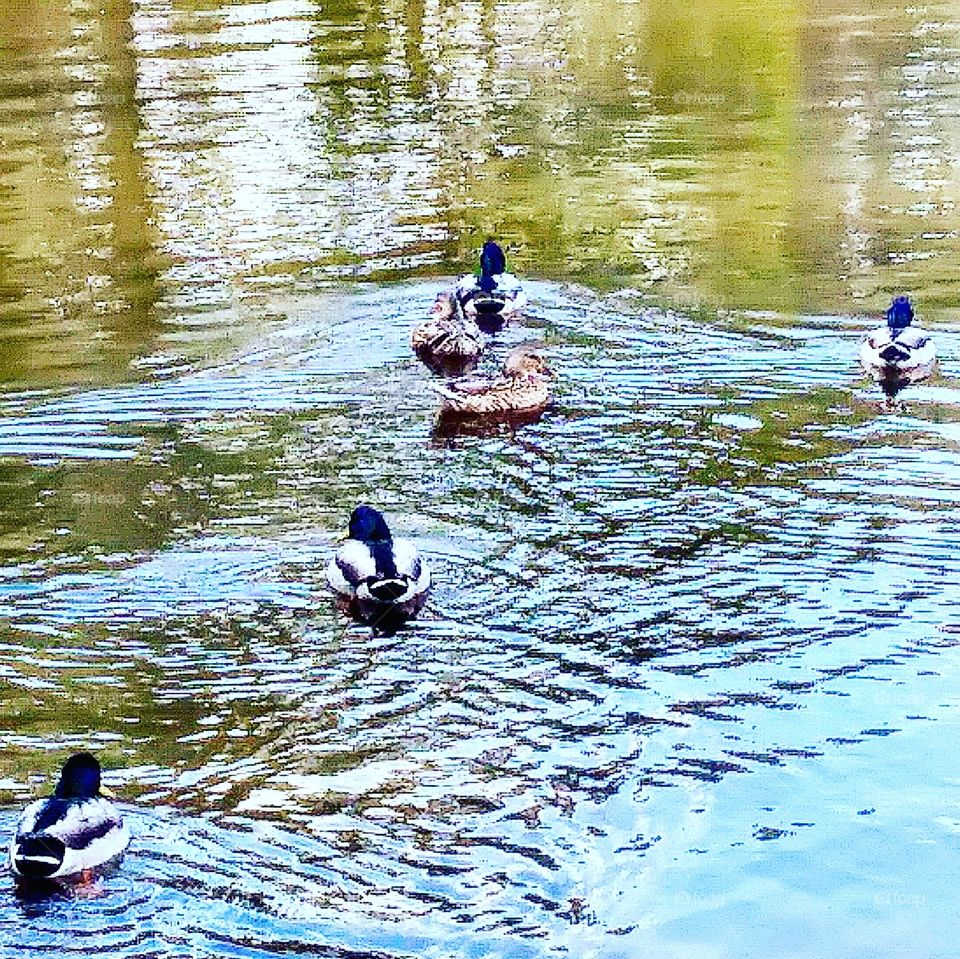 ducks at the lake