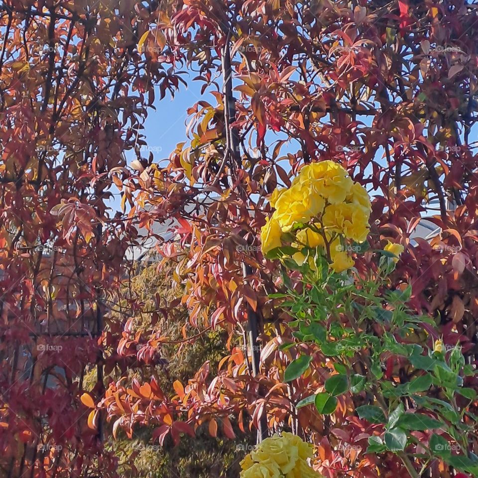 natural arch rust foliage leaves autumn fall blue sky yellow flower nature