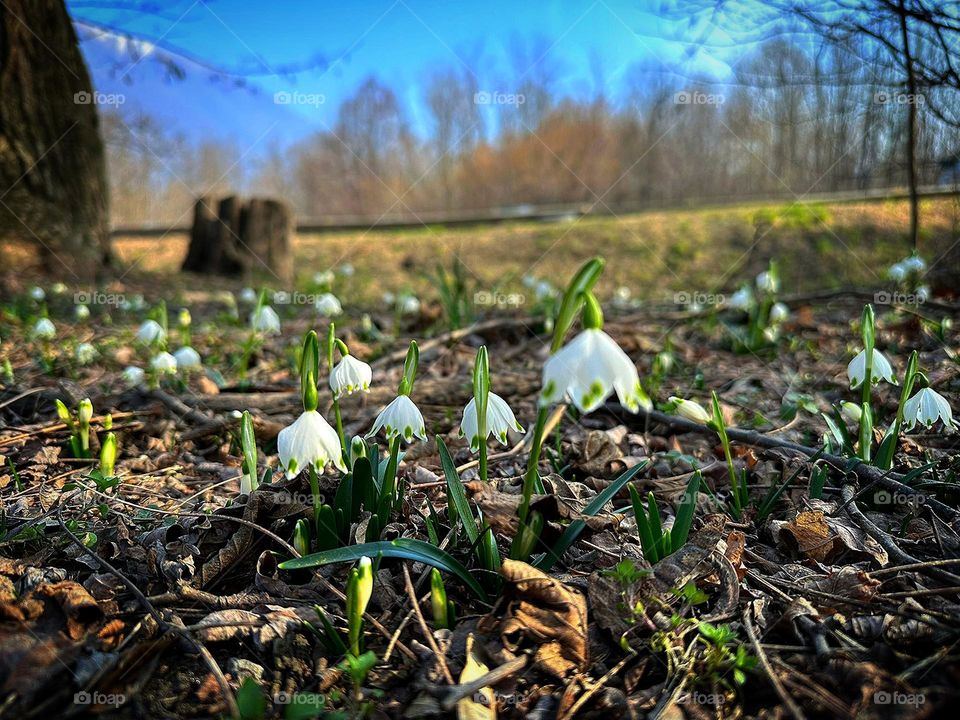 Spring. At the edge of the forest, white flowers "Spring white flowers" bloomed. In the background, an old stump, a yellow lawn and a forest against a blue sky