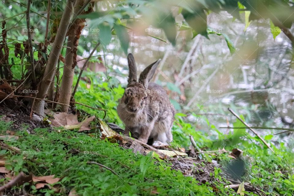 A wild rabbit in a wooded part of the city of Madrid