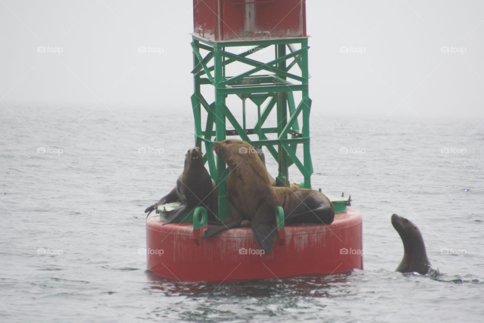 Stellar sea lions