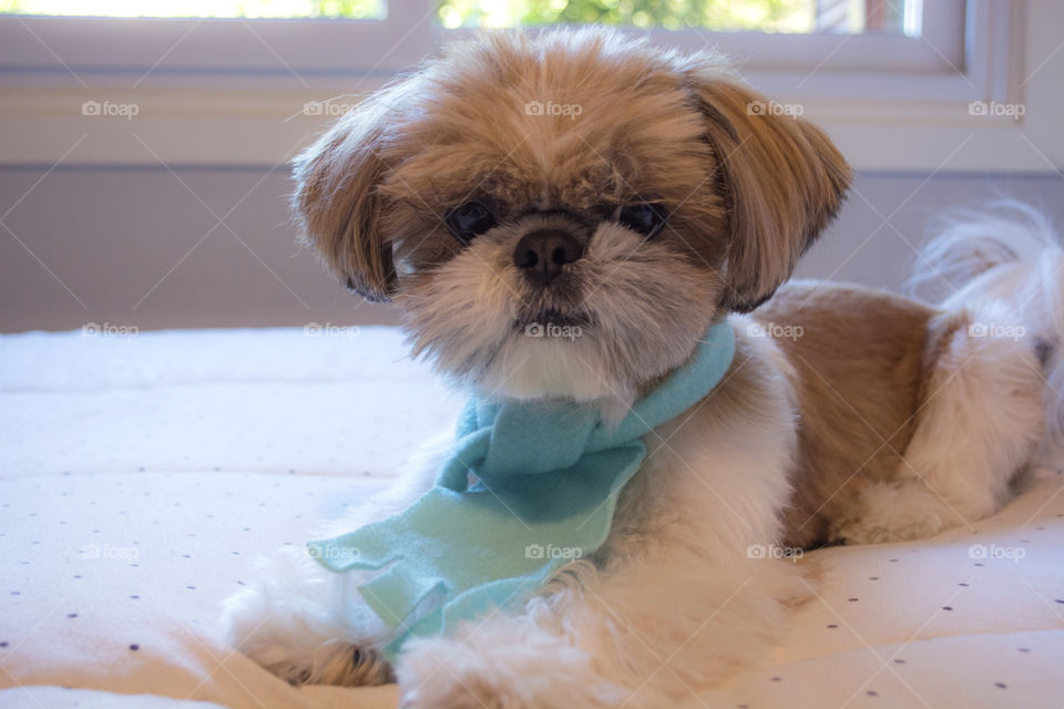 Adorable shihtzu dog wearing a scarf