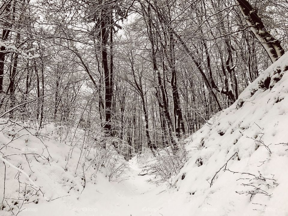 Winter, Snow, Wood, Tree, Cold