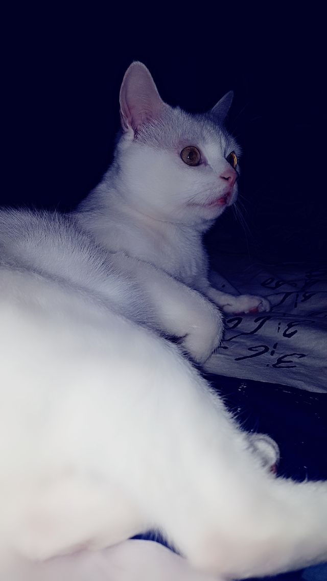 Amur cat