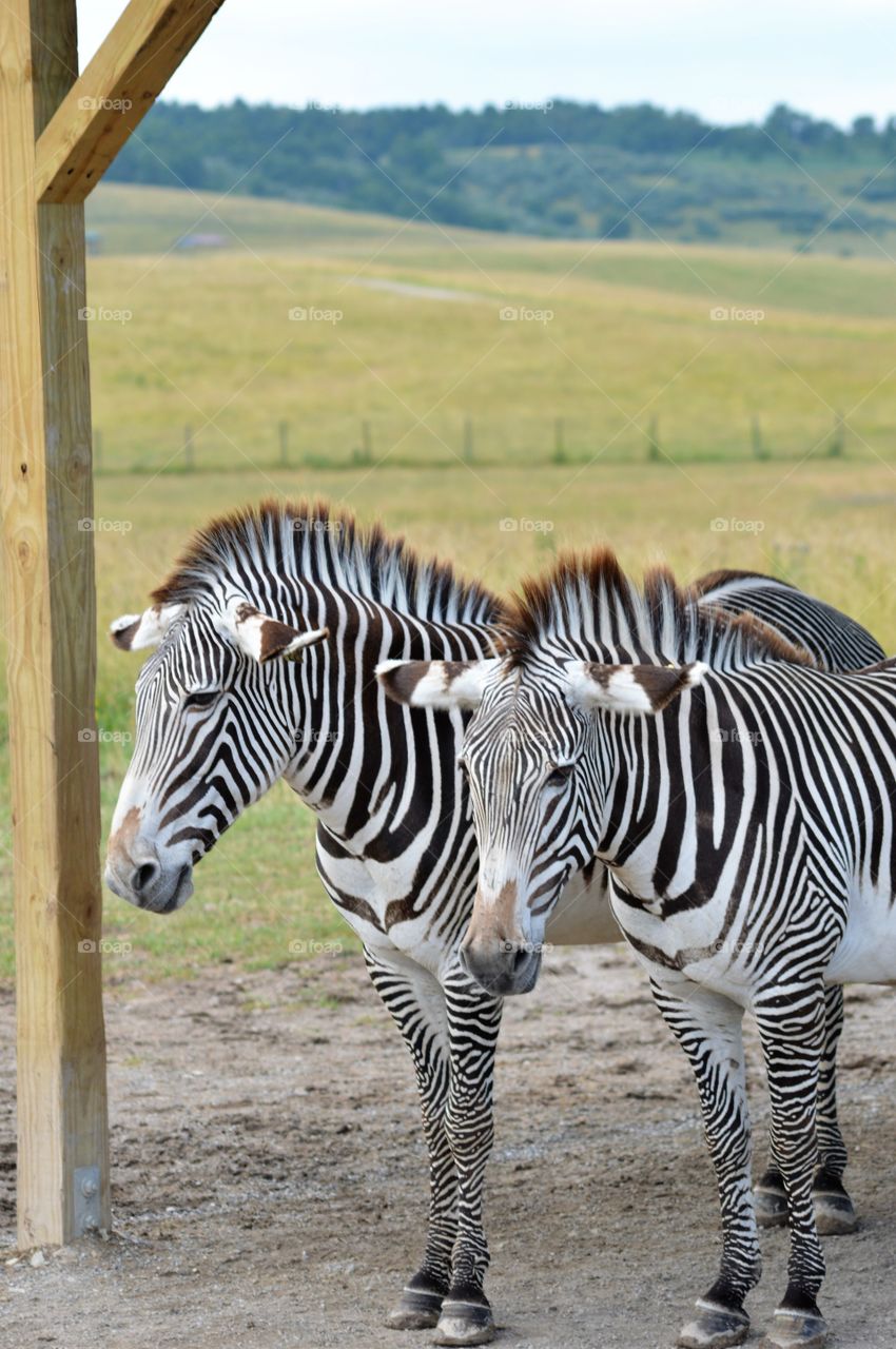 Zebras