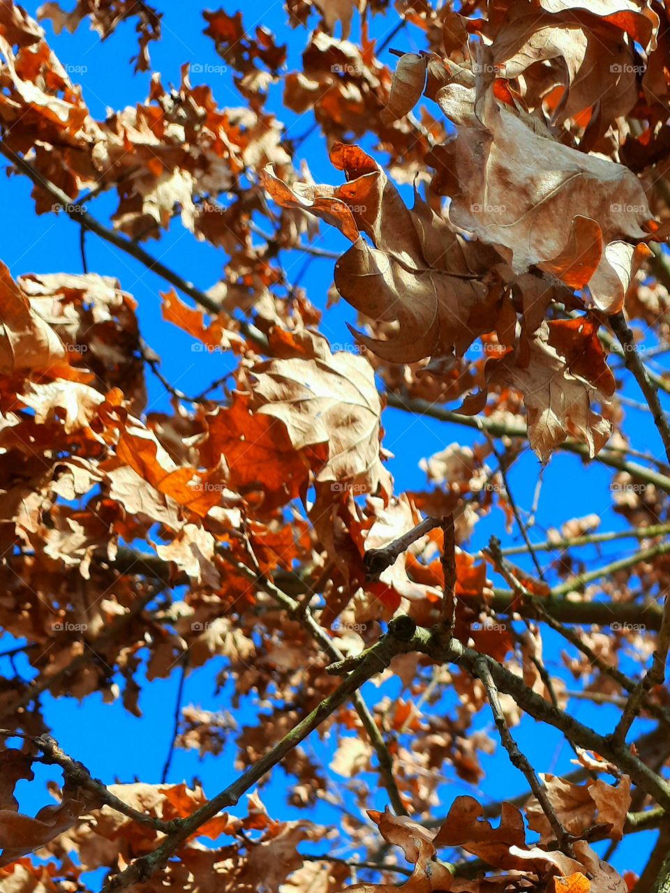 orange and blue