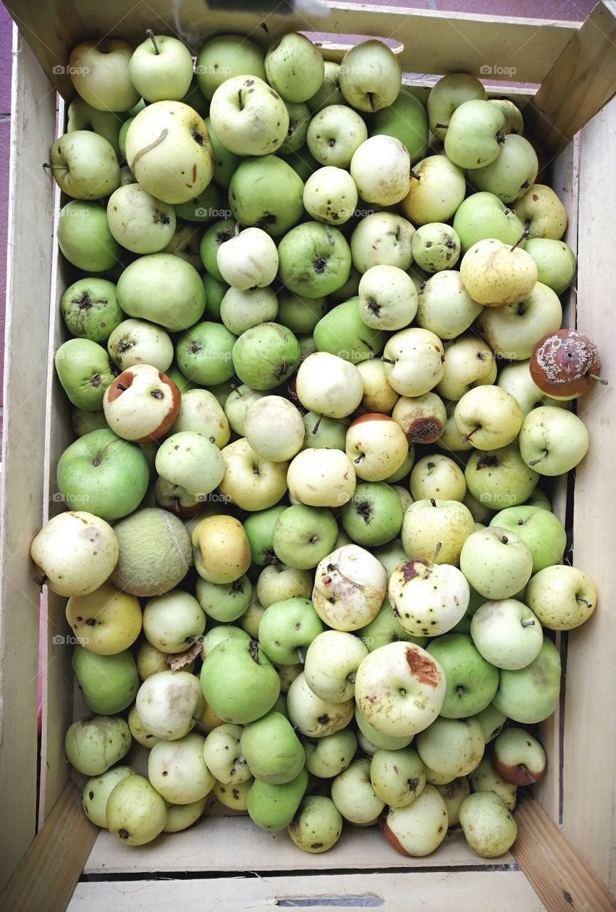 Apples, hiden tennis ball, find the ball, green