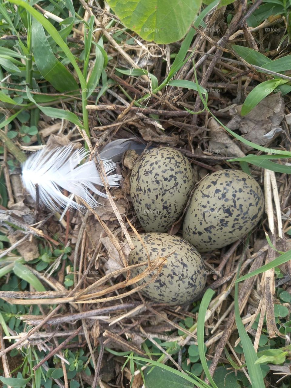 three bird eggs