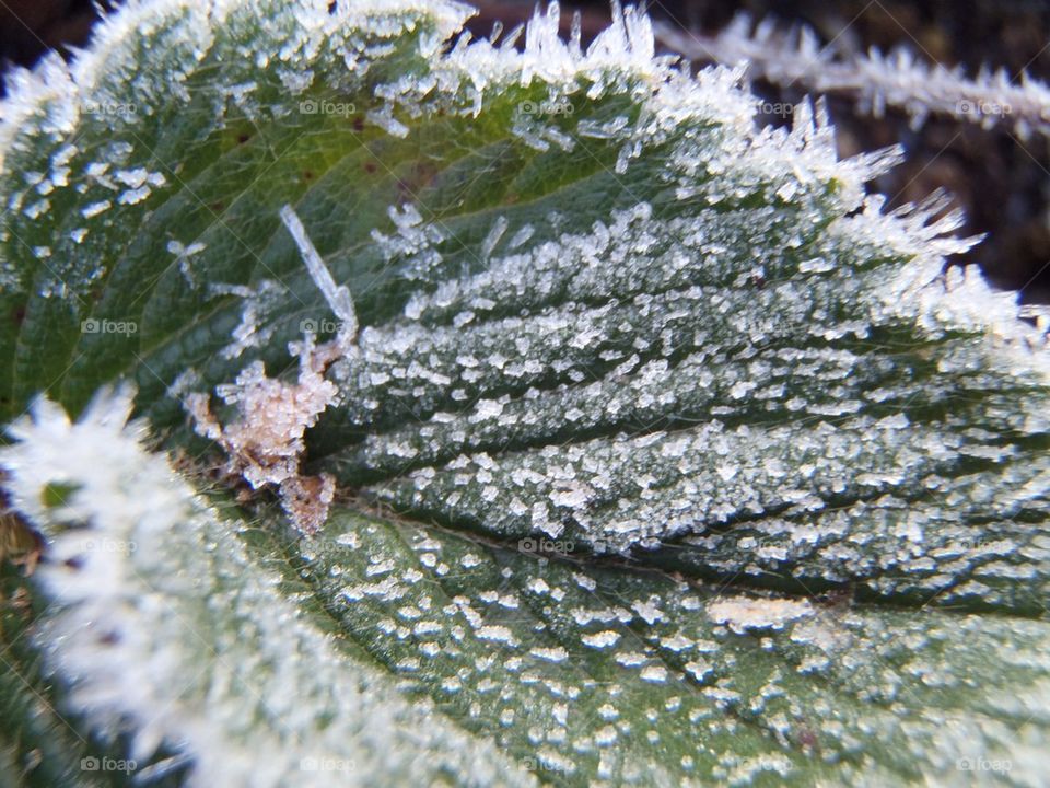 Hairy frost over strawberry