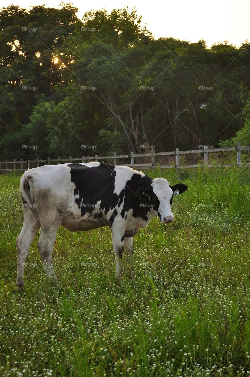 Cow