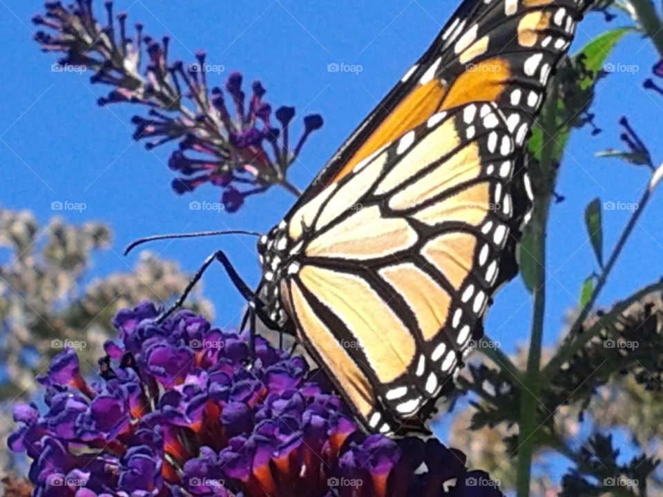 Monarch. Monarch butterfly