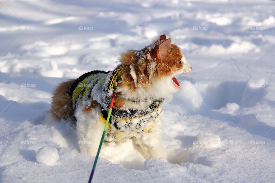 Norwegian forests kitten Meow in snow