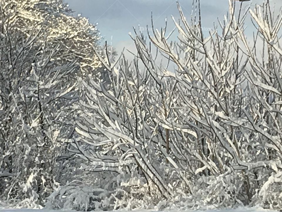 Frozen trees