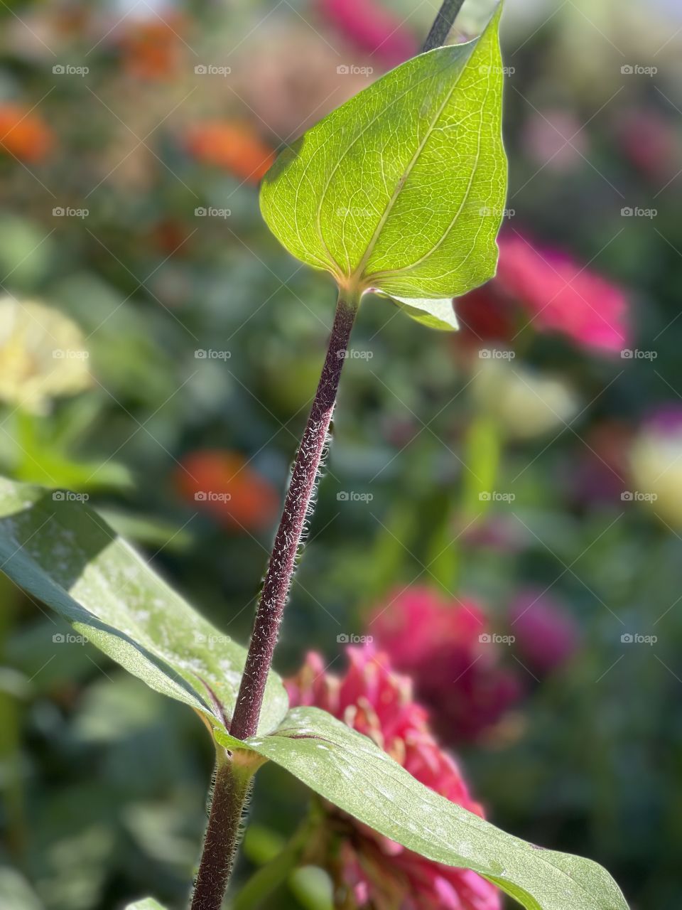Fuzzy stem